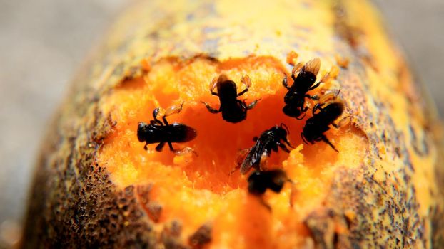 salvador, bahia / brazil - june 27, 2016: insects are seen eating mango in the city of Salvador.