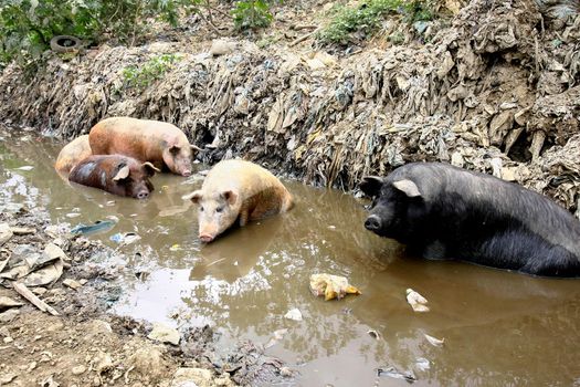 itabuna, bahia / brazil - september 27, 2011: pigs are seen in a mud pit in the city of Itabuna, in southern Bahia.






