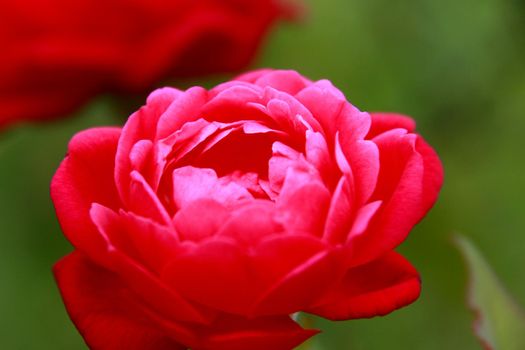 salvador, bahia / brazil - november 22, 2013: red rose is seen in garden in the city of Salvador.  


