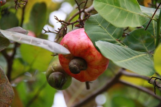 salvador, bahia / brazil - november 22, 2013: Cashew nuts are seen in cashew trees in plantation in the city of Salvador.