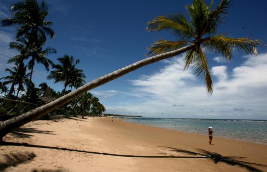 marau, bahia / brazil - december 27, 2011: The person is seen next to coconut palms on the beach of Taipu de Fora, in the district of Barra Grande, in the municipality of Marau.