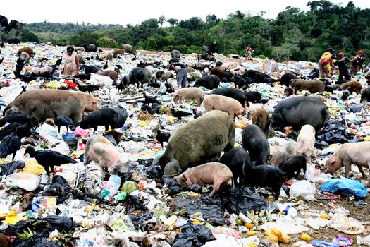 itabuna, bahia / brazil - september 27, 2011: pigs are seen in the garbage of the landfill in the city of Itabuna, in southern Bahia.