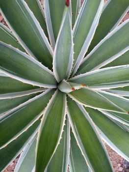 salvador, bahia, brazil - november 26, 2020: Agave angustifolia plant also known as caribbean cigarette holder, seen in the city of Salvador.