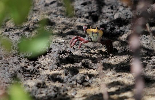 conde, bahia / brazil - december 25, 2013: crab is in mangrove in the city of Conde.