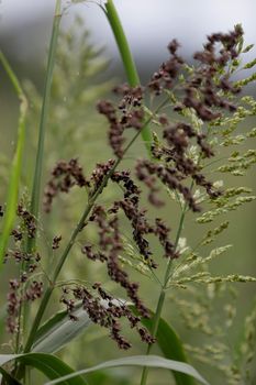 Itanagra, Bahia / Brazil - November 22, 2018: Sorghum plantation in the Itanagra region.



