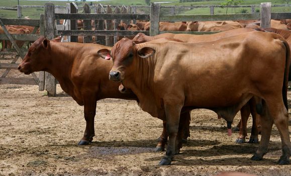 eunapolis, bahia / brazil - march 28, 2008: animal is seen on a cattle ranch in the municipality of Eunapolis, in southern Bahia.