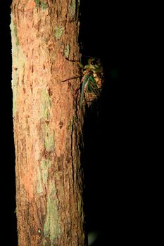 salvador, bahia / brazil - march 28, 2009: cicada insect is seen on a tree in the city of Salvador.

