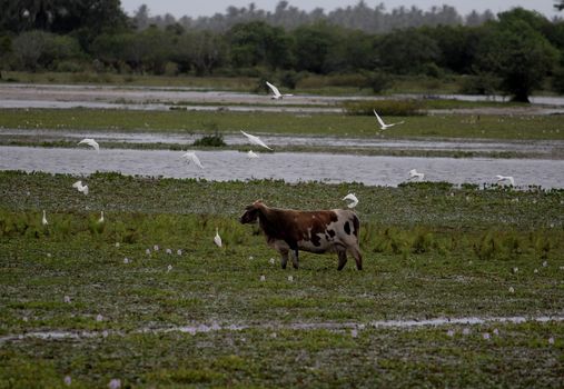 conde, bahia / brazil - december 23, 2013: Cowboy collects cattle on flooded pasture in the municipality of Conde.