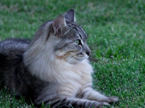 salvador, bahia / brazil - november 2, 2013: cat, pet is seen in residence in the city of Salvador.