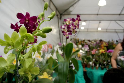 salvador, bahia / brazil - august 24, 2006: People are seen during orchid fair held at Itororo Dike in Salvador.