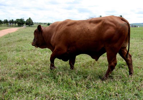 eunapolis, bahia / brazil - march 28, 2008: animal is seen on a cattle ranch in the municipality of Eunapolis, in southern Bahia.