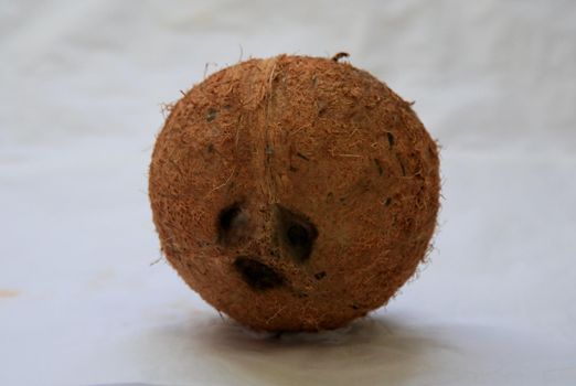 salvador, bahia / brazil - june 19, 2020: whole dried coconut fruit is seen in the city of Salvador.



