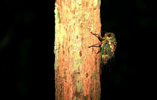 salvador, bahia / brazil - march 28, 2009: cicada insect is seen on a tree in the city of Salvador.

