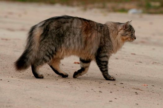 salvador, bahia / brazil - november 2, 2013: cat, pet is seen in residence in the city of Salvador.