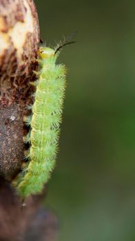 conde, bahia / brazil - july 26, 2014: Fluffy caterpillar is seen in garden in the city of Conde.