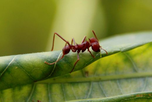 conde, bahia / brazil - july 26, 2014: ant cutter is seen in garden in the city of Conde.