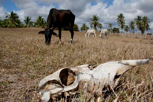 conde, bahia / brazil - março 27, 2013: Cattle bone is seen on pasture devastated by the dry landscape in northeastern Brazil. The lack of rain devastates the breeding of animals.