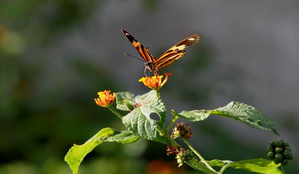 salvador, bahia / brazil - july 26, 2014: butterfly is seen in garden in the city of Salvador.