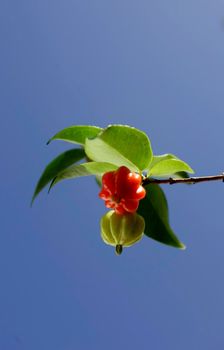 salvador, bahia, brazil - june 27, 2009: pitanga fruit is seen in an orchard in the city of Salvador.