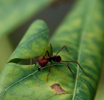 conde, bahia / brazil - july 26, 2014: ant cutter is seen in garden in the city of Conde.