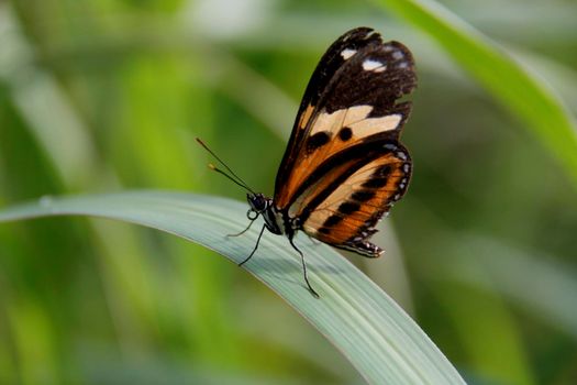 conde, bahia / brazil - july 26, 2014: Butterfly is seen from Garden Inn in Conde City.