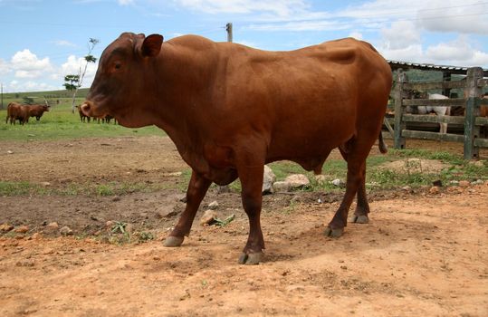 eunapolis, bahia / brazil - march 28, 2008: animal is seen on a cattle ranch in the municipality of Eunapolis, in southern Bahia.