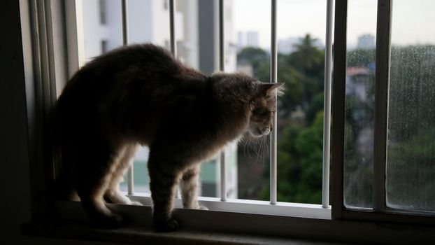 salvador, bahia brazil - may 27, 2020: cat is seen next to an apartment window railing during social isolation caused by the corona virus in the city of Salvador.

