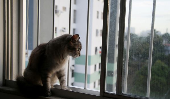 salvador, bahia brazil - may 27, 2020: cat is seen next to an apartment window railing during social isolation caused by the corona virus in the city of Salvador.

