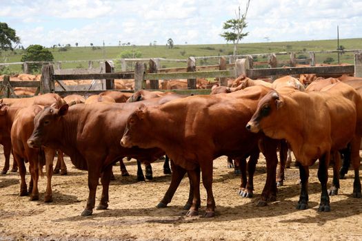 eunapolis, bahia / brazil - march 28, 2008: animal is seen on a cattle ranch in the municipality of Eunapolis, in southern Bahia.