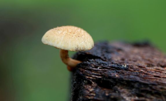 salvador, bahia / brazil - february 18, 2015: Mushroom fungus is seen in a garden in the city of Salvador.
