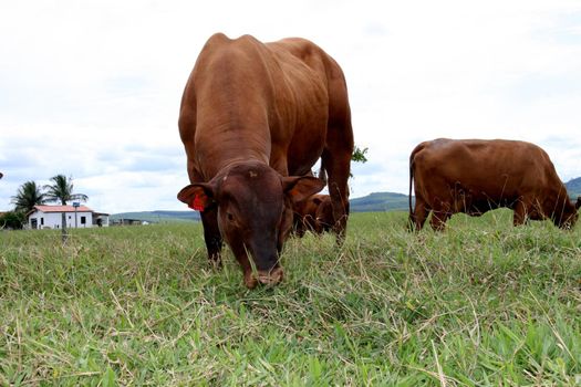 eunapolis, bahia / brazil - march 28, 2008: animal is seen on a cattle ranch in the municipality of Eunapolis, in southern Bahia.