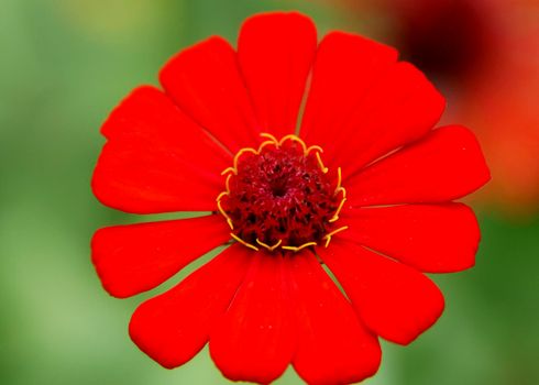 conde, bahia / brazil - july 26, 2014: flower is seen in garden in the city of Conde.