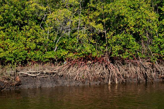 santa cruz cabralia, bahia / brazil - july 26, 2008: mangroves are seen on the banks of the Joao de Tiba river in the district of Santo Andre in the municipality of Santa Cruz Cabralia.



