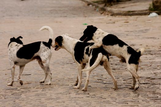 eunapolis, bahia / brazil - august 29, 2009: dogs are seen during their reproductive period on the street in the city of Eunapolis.


