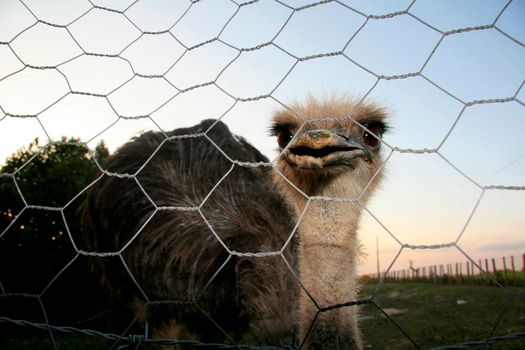 conde, bahia / brazil - december 23, 2013: Ostrich is seen on breeding farm in the city of Conde.