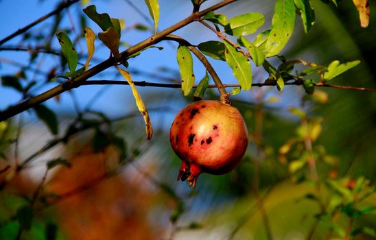 salvador, bahia / brazil - october 28, 2013: planting of pomegranate fruit in the city of Salvador.