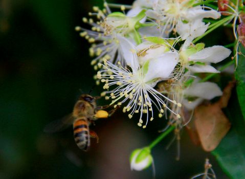 salvador, bahia / barazil - february 8, 2020: bee is seen collecting pollen in flower garden in the city of Salvador.