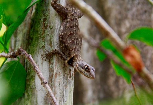 salvador, bahia / brazil - march 28, 2009: gecko is seen in a garden in the city of Salvador.