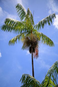 salvador, bahia, brazil - january 29, 2021: acai palm plantation is seen in the city of Salvador.