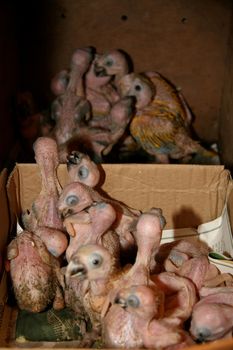 eunapolis, bahia / brazil - february 26, 2008: baby parrot seized from the hands of an animal dealer by the Federal Highway Police on Highway BR 101 in the city of Eunapolis


