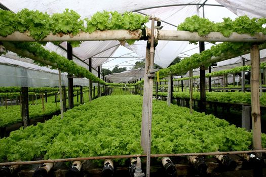 ilheus, bahia / brazil - january 30, 2012: Plantation of hydroponic lettuce in a garden of organic products in the municipality of Ilheus.