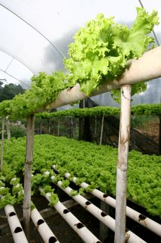 ilheus, bahia / brazil - january 30, 2012: Plantation of hydroponic lettuce in a garden of organic products in the municipality of Ilheus.