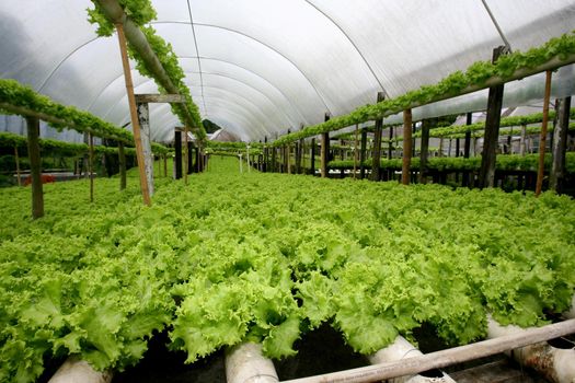 ilheus, bahia / brazil - january 30, 2012: Plantation of hydroponic lettuce in a garden of organic products in the municipality of Ilheus.