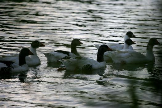 eunapolis, bahia / brazil - january 30, 2011: Geese are seen in the lake of Parque Gravata in the city of Eunapolis.geese on lake in eunapolis.