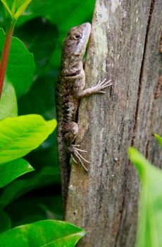 salvador, bahia / brazil - march 28, 2009: gecko is seen in a garden in the city of Salvador.