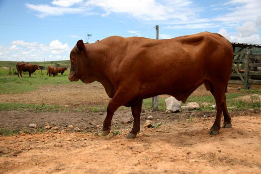 eunapolis, bahia / brazil - march 28, 2008: cattle are seen on a farm in the city of Eunapolis.