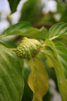 salvador, bahia, brazil - january 29, 2021: morinda citrifolia fruit, commonly known as noni, is seen on a street in the city of Salvador.

