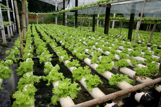 ilheus, bahia / brazil - january 30, 2012: Plantation of hydroponic lettuce in a garden of organic products in the municipality of Ilheus.