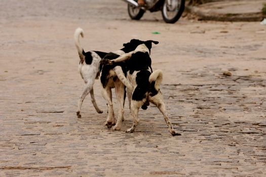 eunapolis, bahia / brazil - august 29, 2009: dogs are seen during their reproductive period on the street in the city of Eunapolis.


