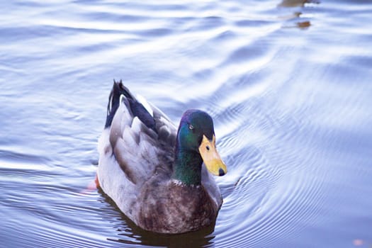 Duck silhouette swimming in a lake. Sunset